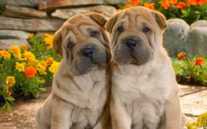 Descopera mai multe despre rasa Shar-Pei
