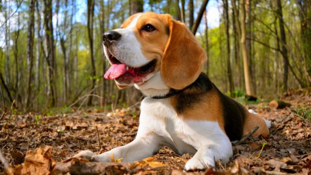 Cum poate o beagle să piardă în greutate Pierdere în greutate dr mesquite tx