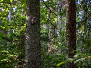 criteriile de biodiversitate